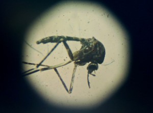kormann-a-brief-history-of-zika-virus-1200